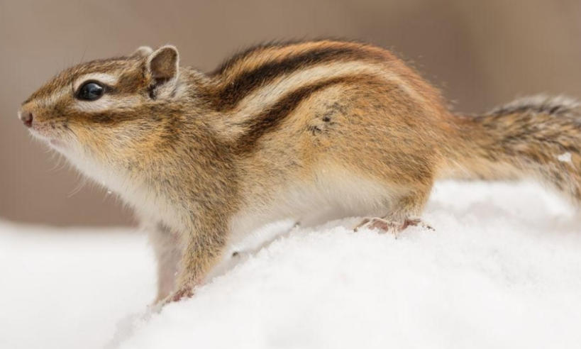 伊乐瑞高纯鱼胶原蛋白有限公司轮播图1