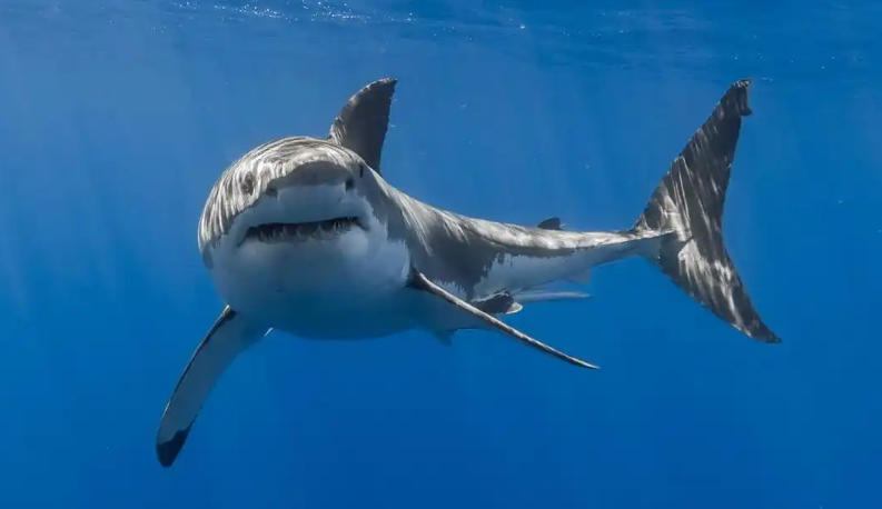 伊乐瑞高纯鱼胶原蛋白有限公司轮播图2